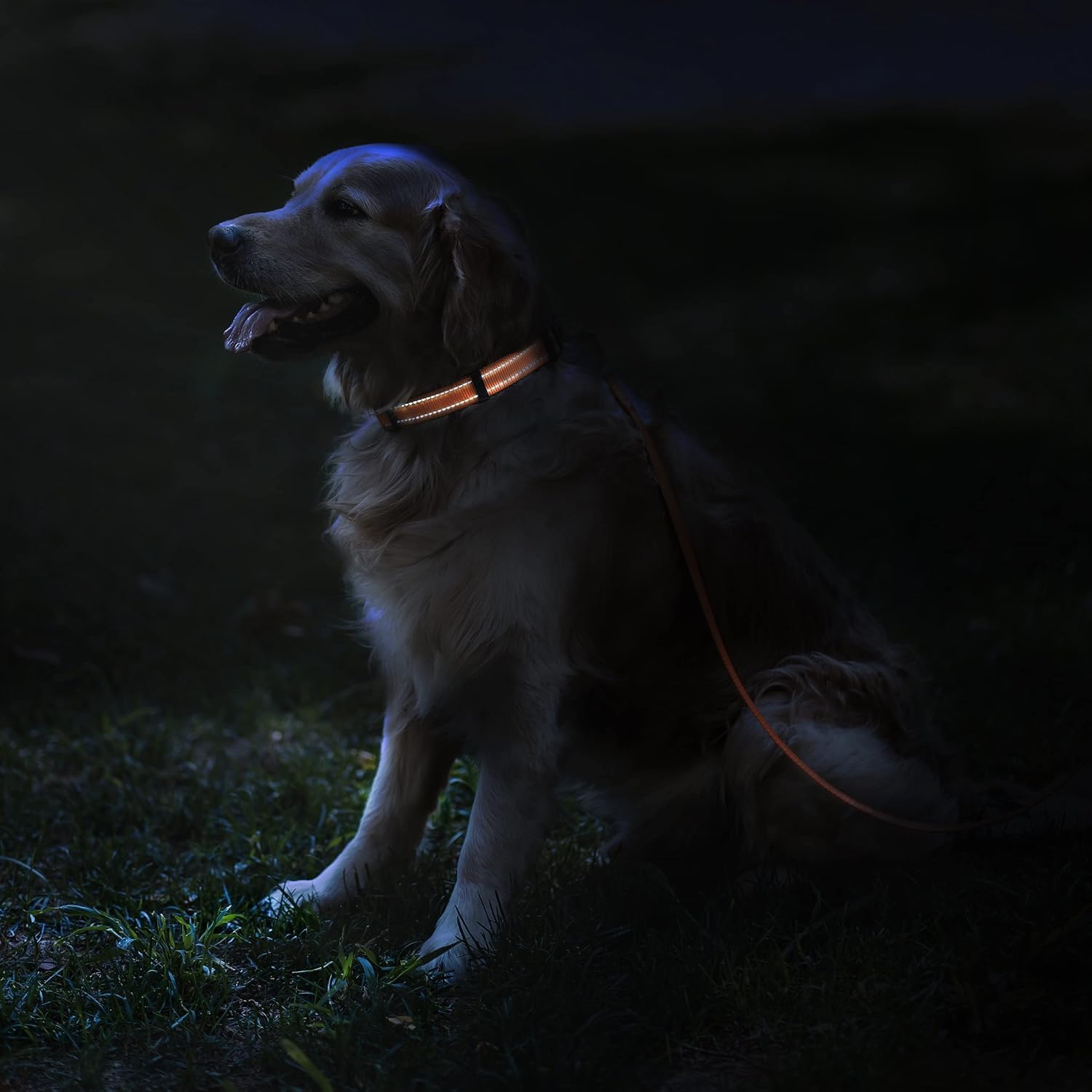 Reflective Dog Collar, Quick-Release Buckle (Black, 7-11 Inch (New)) | Reflective Nylon, Swim-Safe, Quick-Release Buckle, for Small to Large Dogs & Puppies